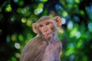 《聪明的猴子寻觅美味西瓜》